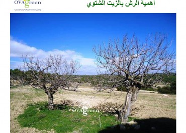 The importance of spraying winter oil for fruit trees 